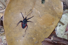 Micrauchenus lineola