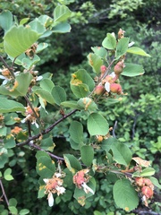 Gymnotelium blasdaleanum