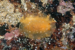 Doriopsilla peculiaris