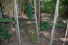 Ravenala madagascariensis