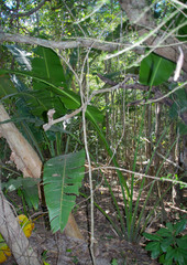 Ravenala madagascariensis