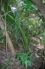Ravenala madagascariensis