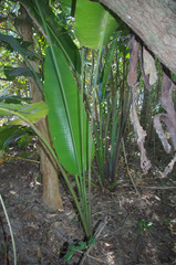 Ravenala madagascariensis