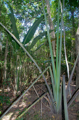 Ravenala madagascariensis