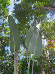 Ravenala madagascariensis