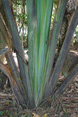 Ravenala madagascariensis