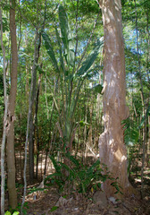 Ravenala madagascariensis