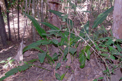 Ravenala madagascariensis