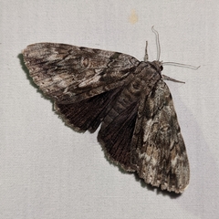 Catocala insolabilis