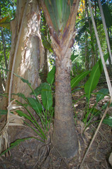 Ravenala madagascariensis