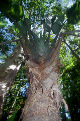 Ravenala madagascariensis