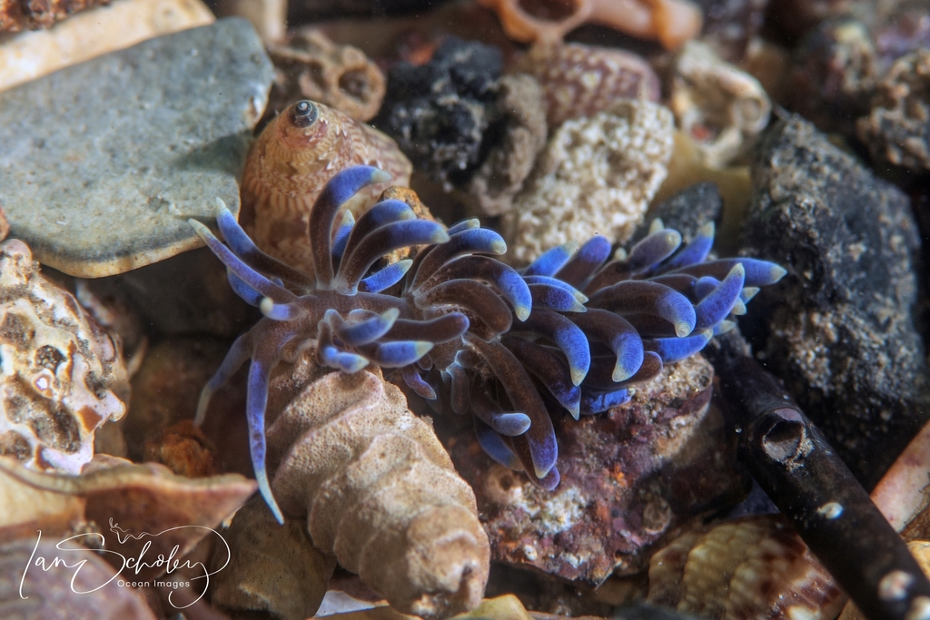 Phyllodesmium macphersonae
