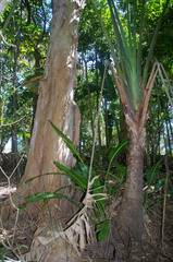 Ravenala madagascariensis