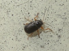 Cryptocephalus ocellatus