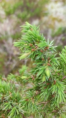 Oligotrophus juniperinus