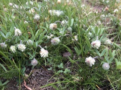 Trifolium eriocephalum