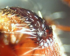 Pogonomyrmex salinus