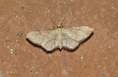 Idaea rhodogrammaria