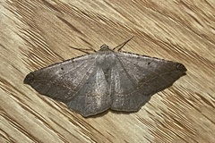 Prochoerodes forficaria