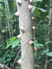 Zanthoxylum martinicense