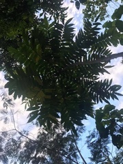 Zanthoxylum martinicense