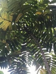 Zanthoxylum martinicense