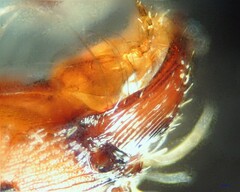 Pogonomyrmex salinus