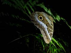 Caligo atreus