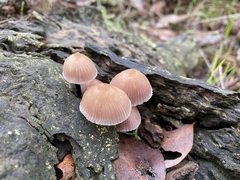 Mycena clarkeana