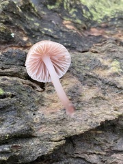 Mycena clarkeana