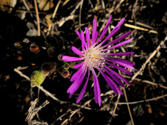 Drosanthemum archeri