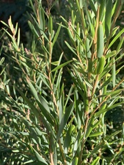 Leucopogon australis