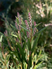 Leucopogon australis