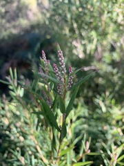 Leucopogon australis