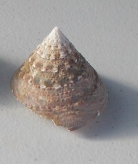 Tectus pyramis