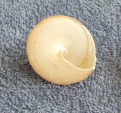 Tectus pyramis