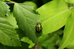 Calligrapha pantherina