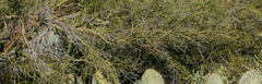 Parkinsonia microphylla