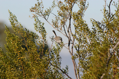 Larrea tridentata