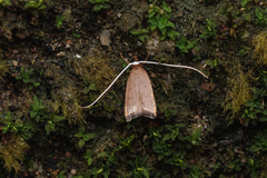 Lecitholaxa thiodora