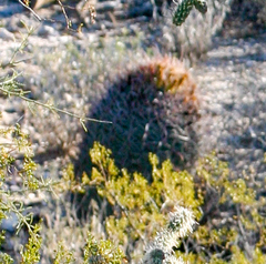 Ferocactus wislizeni