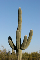 Carnegiea gigantea