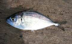 Pseudocaranx wrighti