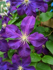 Clematis × jackmanii