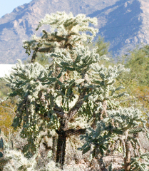 Cylindropuntia fulgida