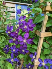 Clematis × jackmanii