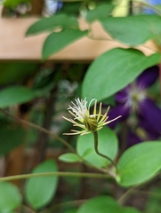 Clematis × jackmanii