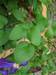 Clematis × jackmanii