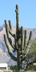 Carnegiea gigantea