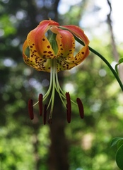 Lilium michauxii